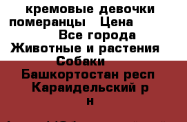 кремовые девочки померанцы › Цена ­ 30 000 - Все города Животные и растения » Собаки   . Башкортостан респ.,Караидельский р-н